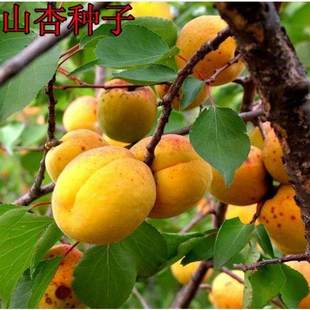 新采果树种子 山杏种子 杏子 杏树种子 优质果品 口感独特 优惠了