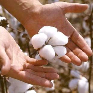 优质高产杂交棉花种籽儿种植药用偏方基地农用自种新疆棉籽仁种子