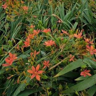 射干种子材射干籽散装种子春夏秋播种观花种 鸢尾科 祛痰利咽