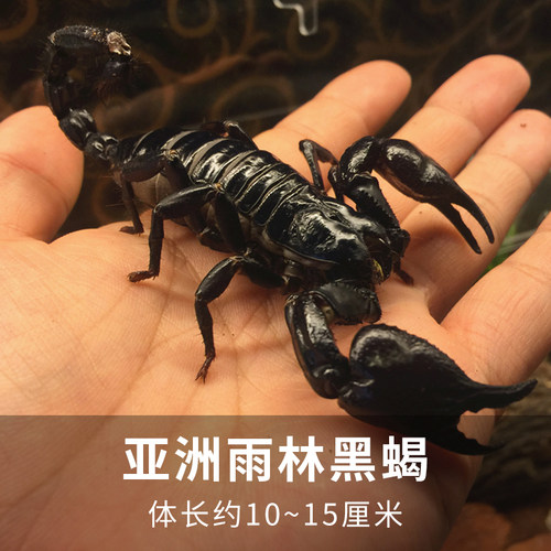宠物帝王蝎价格 宠物帝王蝎图片 星期三