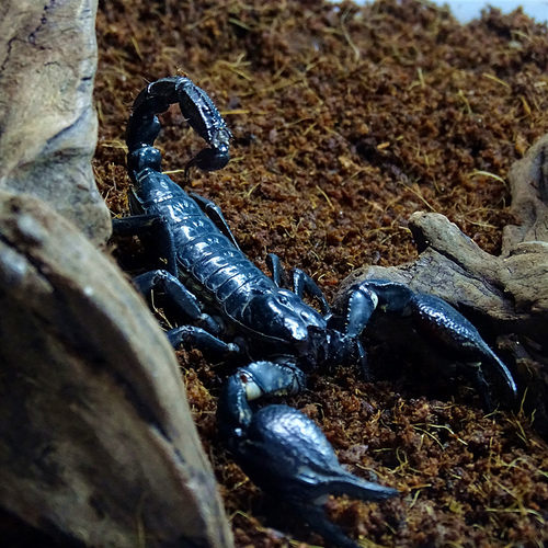 宠物帝王蝎价格 宠物帝王蝎图片 星期三