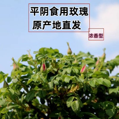 可以盆栽的食用玫瑰山东平阴发货