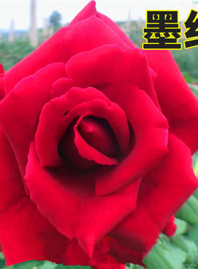 正宗墨红大红色玫瑰花苗庭院墨红玫瑰苗易活盆栽玫瑰墨红