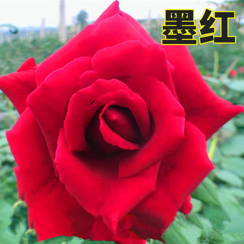 墨红玫瑰花苗庭院栽种大红色