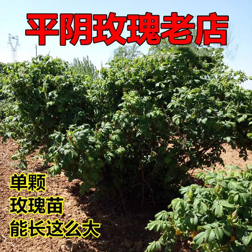平阴直销丰花一号食用可盆栽吃的