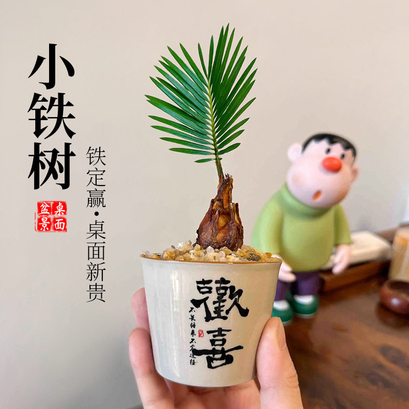 铁树禅意迷你小盆栽茶桌禅意摆件盆景办公室内绿植物客厅桌面苏铁图片