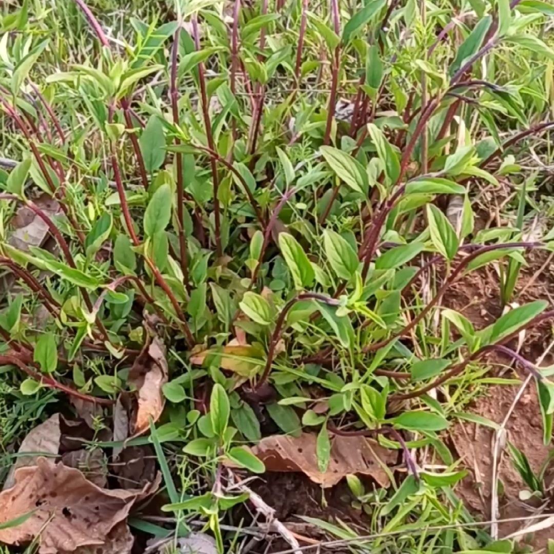 大别山中药材现挖夏枯草苗野生鲜活夏枯草盆栽