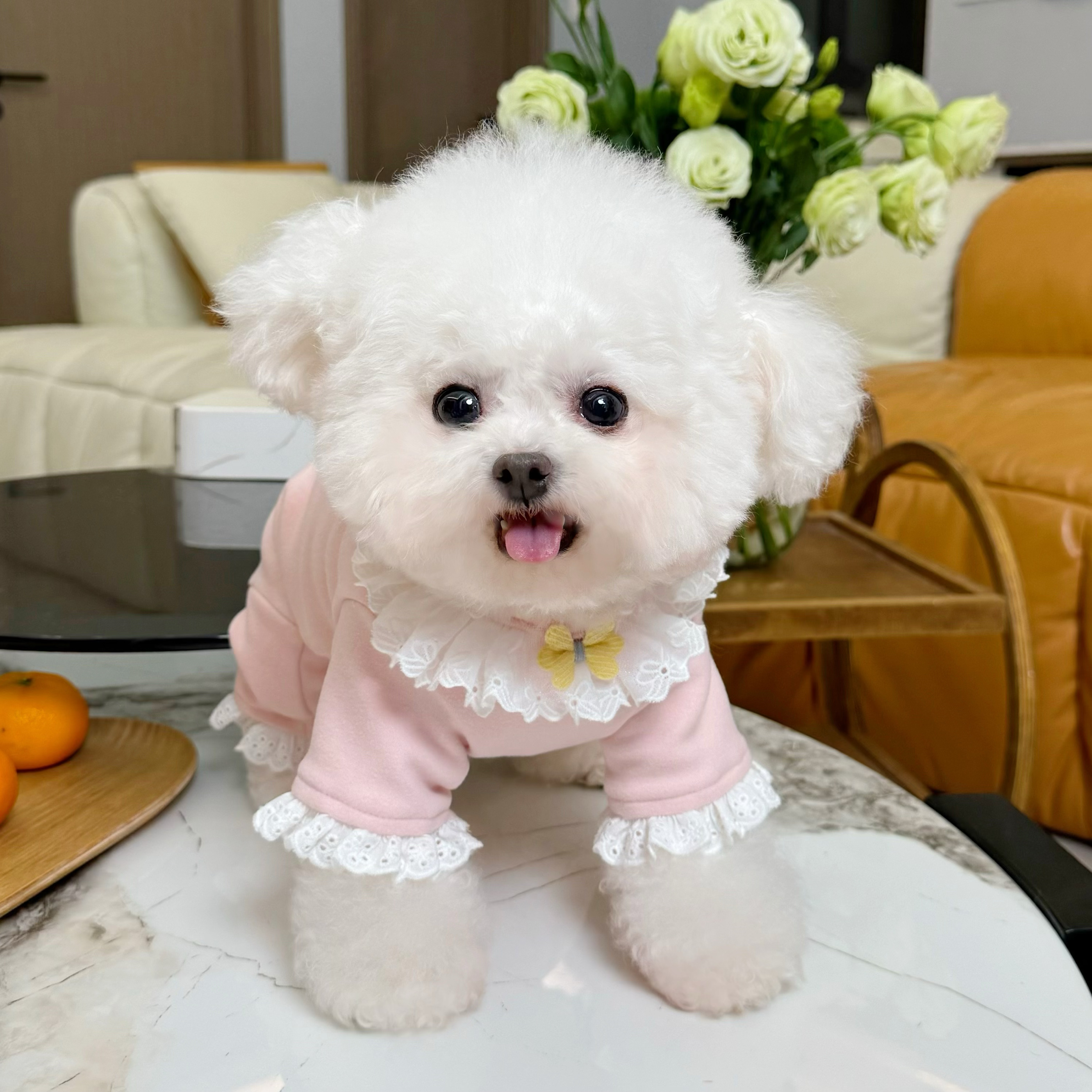 五只小白熊宠物衣服秋冬新款德绒保暖护肚包肚衣四脚裤狗狗家居服