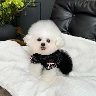 五只小白熊原创宠物衣服春夏新款黑天鹅蓬蓬裙狗狗猫咪蕾丝婚纱裙