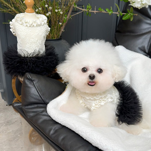 五只小白熊原创宠物衣服春夏新款黑色蕾丝蓬蓬裙狗狗猫咪薄款背心