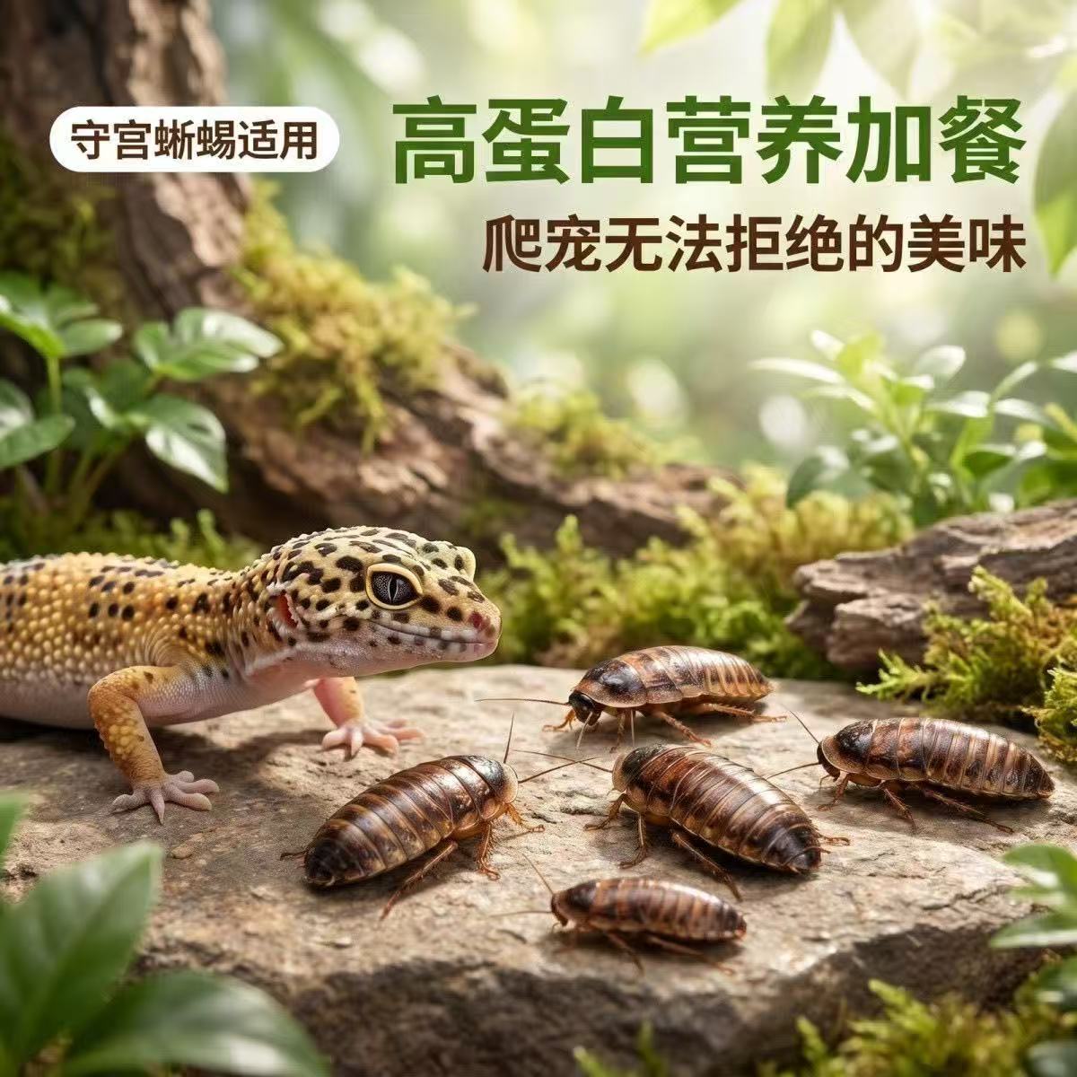 杜比亚蟑螂活虫幼体蜘蛛蜥蜴活体爬虫/鸣虫食物
