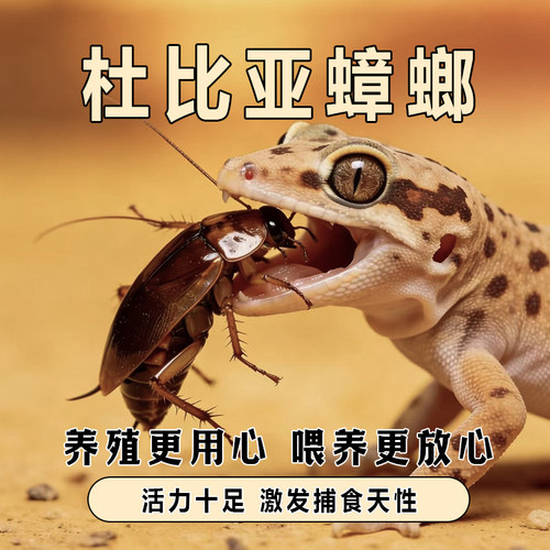 杜比亚蟑螂幼体活虫蜥蜴蜘蛛画眉鸟类食物粮繁殖组饲料干净养殖场