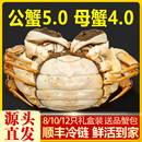 特大10只大闸蟹鲜活螃蟹全母蟹官方旗舰店阳澄礼盒河蟹湖鲜 活蟹