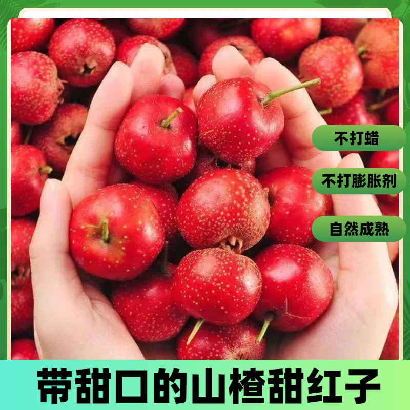 新鲜山楂高山甜红子不酸的鲜山楂球歪把红甜口山楂炒货小野山楂