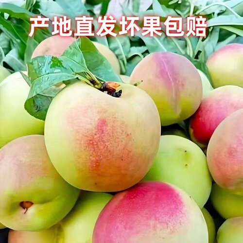 正宗山东蜜雪桃脆甜新鲜
