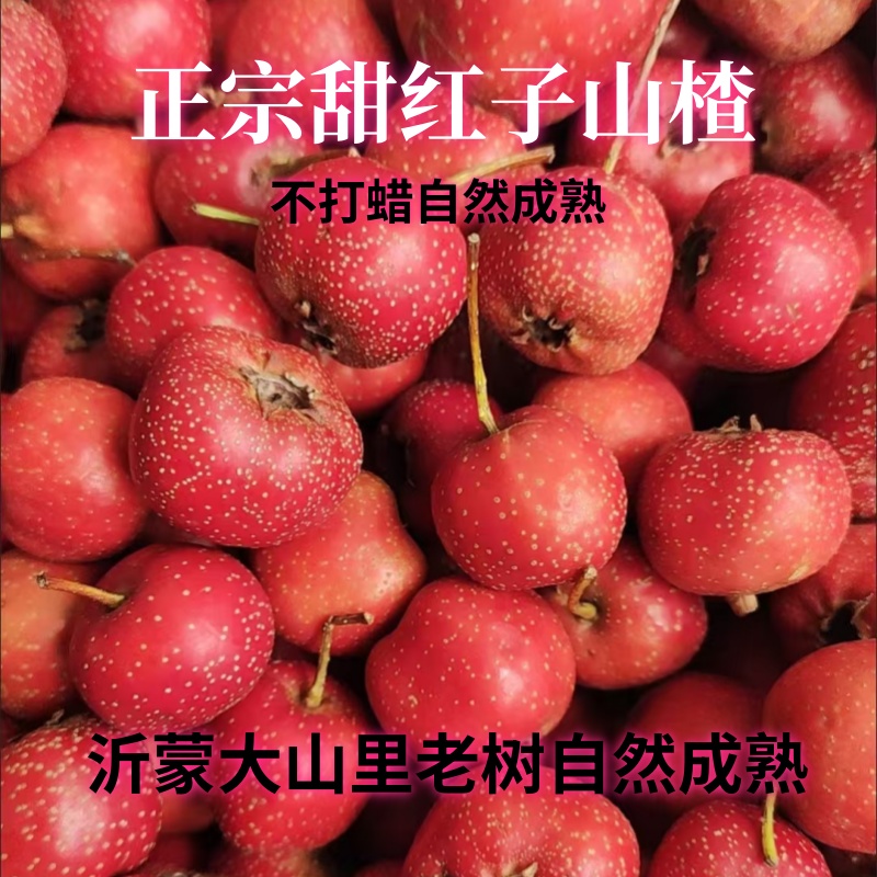 新鲜山楂高山甜红子不酸的鲜山楂球歪把红甜口山楂炒货小野山楂