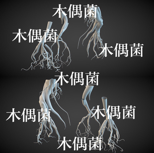 c4d 饰文件 fbx 古风魔幻树根场景装 非实物C479 obj格式 3dmax