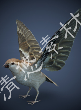 简模3dmax c4d fbx小鸟模型麻雀 鸟类骨骼绑定飞行动物 非实物614