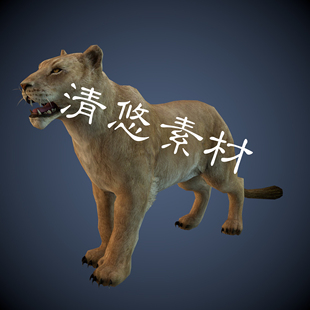 四足野生动物雌性狮子c4d A77 fbx狮子模型骨骼绑定带动作文件