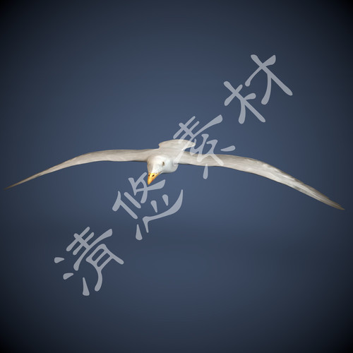 3dmax c4d海鸥模型 飞行动物鸟类 骨骼绑定带动画fbx格式海鸟497