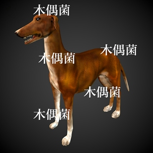 非实物C339 骨骼绑定带动作小狗波兰灵缇犬模型文件 c4d fbx格式