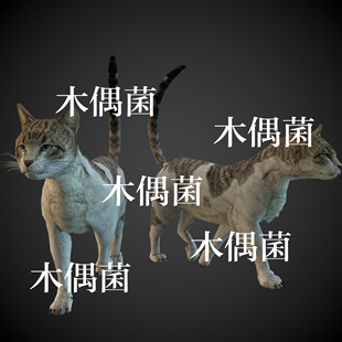 非实物C511 动物猫咪猫子骨骼绑定带行走动作文件 c4d fbx格式