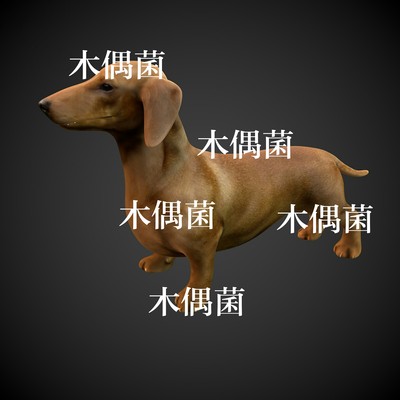 c4d fbx格式骨骼绑定带动作小狗达克斯猎犬模型文件 非实物C340