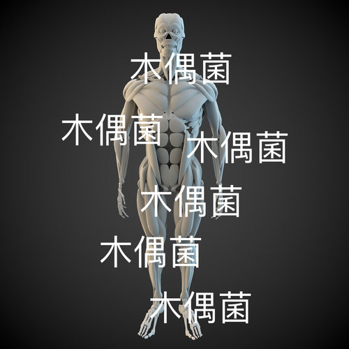 3dmax c4d fbx obj格式人体骨骼肌肉文件 非实物C863