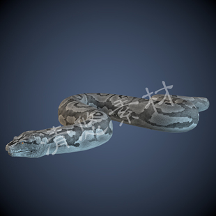 940 蟒蛇王蛇蟒模型骨骼绑定带动画 爬行动物长虫c4d fbx格式