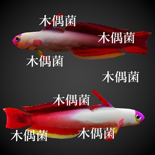 非实物C247 骨骼绑定带动作文件海鱼鱼类动物模型 c4d fbx格式