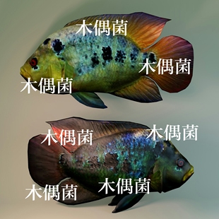 非实物C248 骨骼绑定带动作文件丽鱼彩色鱼类模型 c4d fbx格式