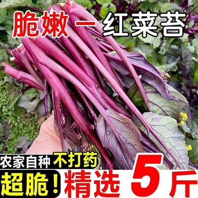 湖北特产红菜苔精品洪山苔露天打霜新鲜菜苔紫菜苔红菜心农家现摘