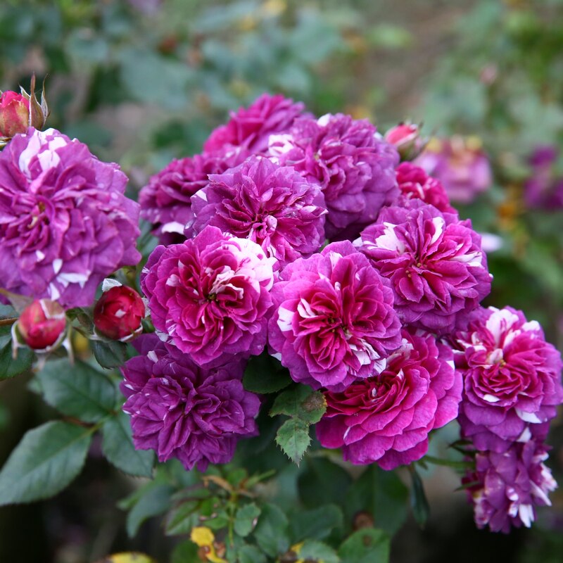 云梯花溪谷 芬芳宝石月季微月阳台盆栽玫瑰花苗大花紫色条纹花卉