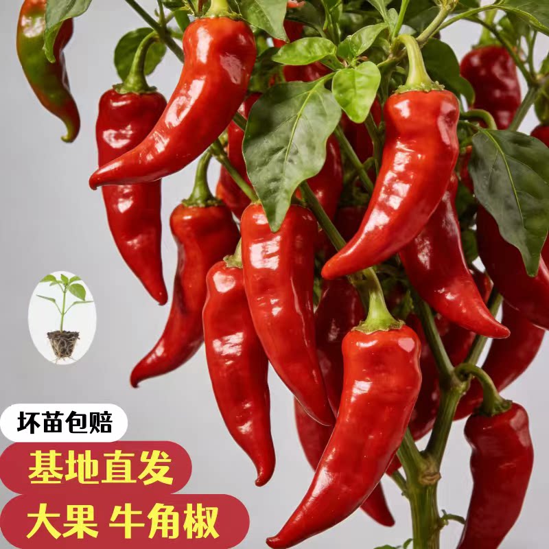牛角椒秧苗辣椒苗四季盆栽阳台种植辣椒苗秧苗辣椒苗秧苗辣椒苗