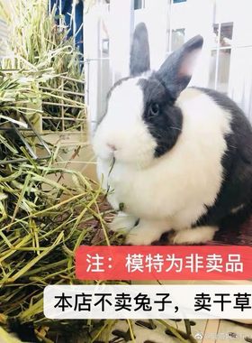 萌奇奇磨牙北提提摩西草