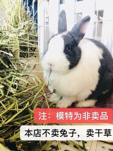 萌奇奇磨牙北提提摩西草