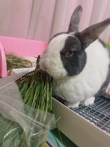 奇奇2022年烘干提摩西头茬兔子