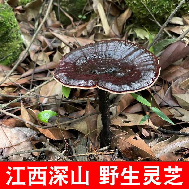 江西灵芝正宗紫灵芝赣南深山特产赣州客家林芝整枝泡酒黑灵芝