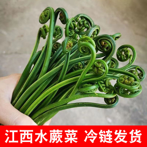 蕨菜新鲜江西水蕨菜现摘春天农家鲜厥菜苗龙爪菜猫爪菜撅菜根蔬菜 - 封面