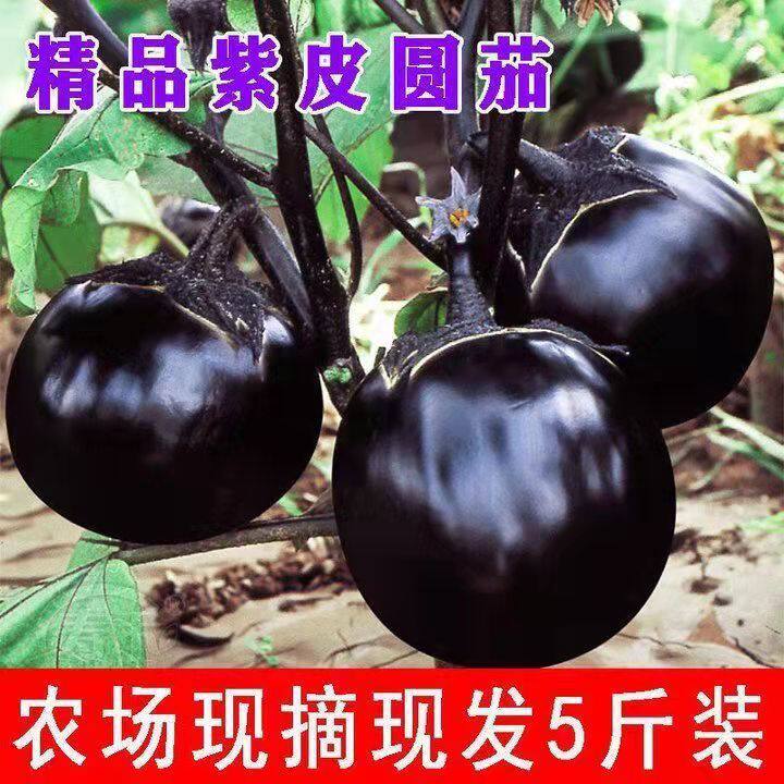 新鲜现摘茄子圆茄子时令蔬菜应季紫黑茄子皮薄嫩茄子莘县农家自种