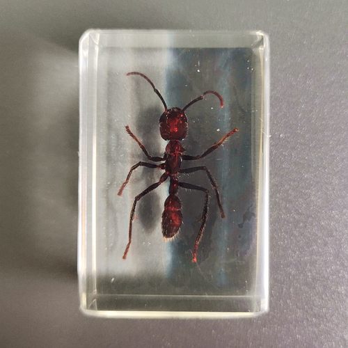 蚂蚁标本价格 蚂蚁标本图片 星期三