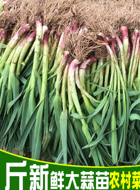 现挖红皮蒜苗大蒜苗新鲜嫩青蒜苗青梗紫红根香蒜苗绿色蔬菜3/5斤