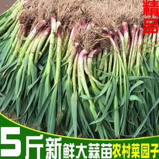 现挖红皮蒜苗大蒜苗新鲜嫩青蒜苗青梗紫红根香蒜苗绿色蔬菜3/5斤
