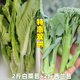 湖北正宗白菜苔新鲜西兰苔露天打霜新品 上市小西兰花应季 时令蔬菜