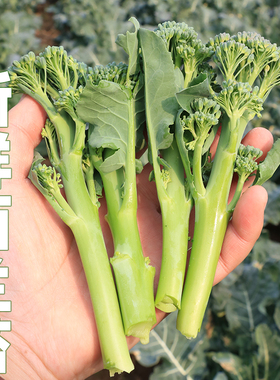 新鲜西兰苔湖北农家露天种植甜杆西兰花手指西兰花兰花苔蔬菜现摘