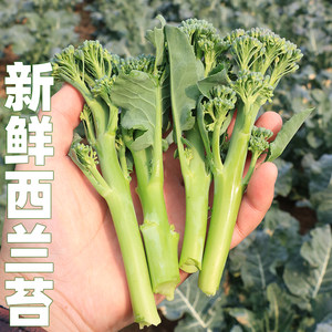 新鲜西兰苔露天种植小西兰花