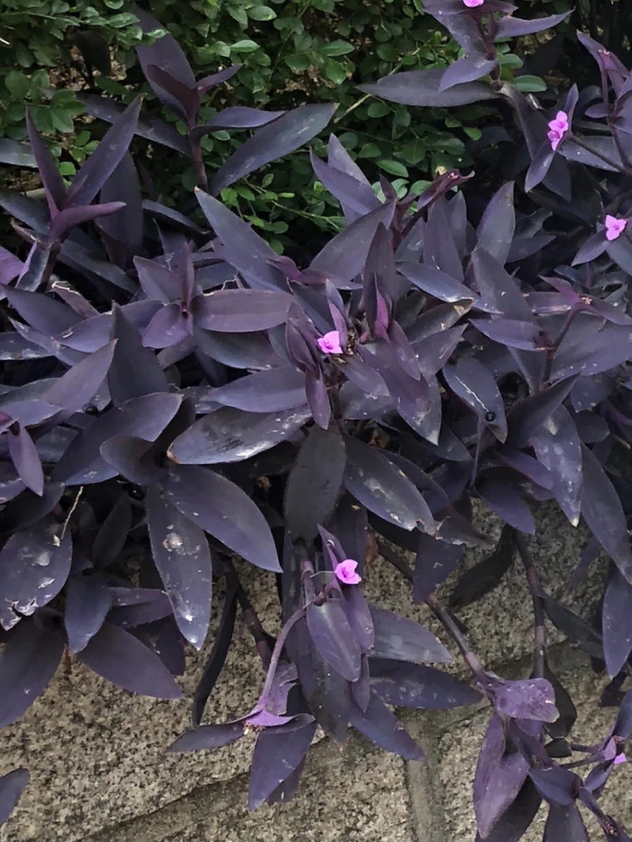 【枝条】室外室内花卉绿植盆载紫竹梅紫罗兰开花吊兰植物喜阳植物
