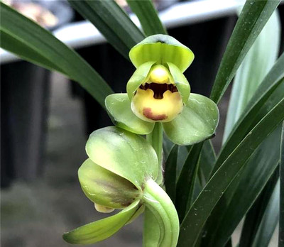 玉玲珑阳台四季常青好养花卉植物