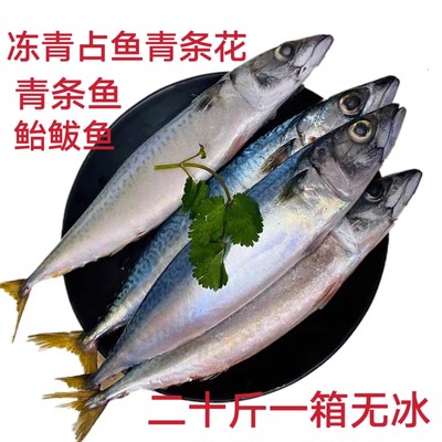 冷冻深海新鲜青占鱼鲐鲅鱼条鱼