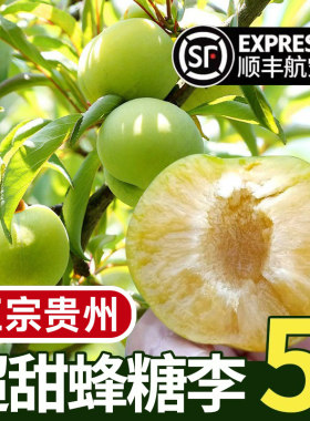贵州镇宁蜂糖李新鲜李子